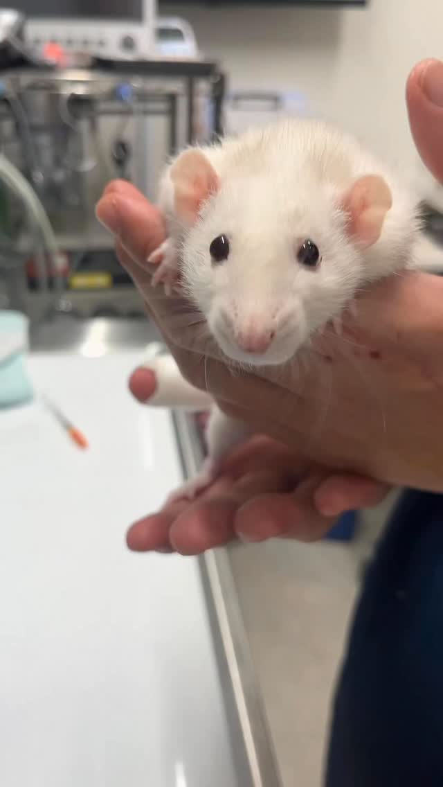 港区動物救急医療センター 芝アニマルクリニック