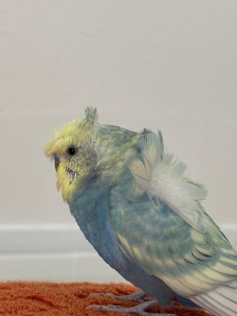 つばめ動物病院