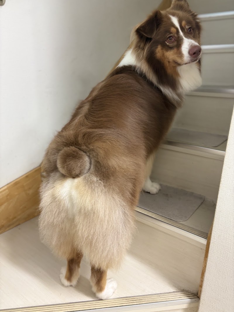 ベルジェ動物病院