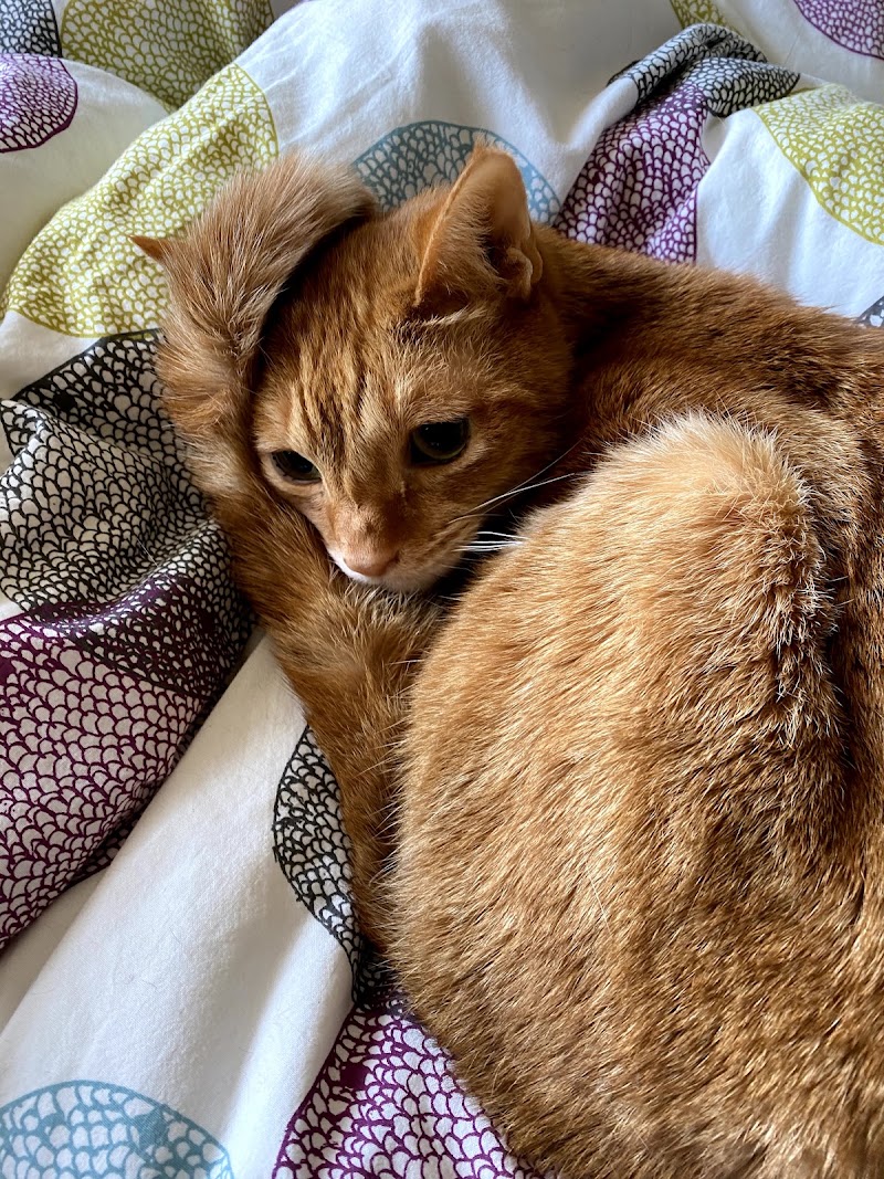 ルート動物病院